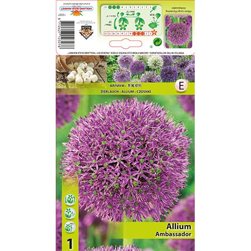 Ukrasni luk (Allium) Ambassador slika 1 interface.art 68912