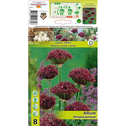 Ukrasni luk (Allium) Atropurpureum interface.art interface.photo 1 Ukrasni luk (Allium) Atropurpureum slika 1 interface.art 68053