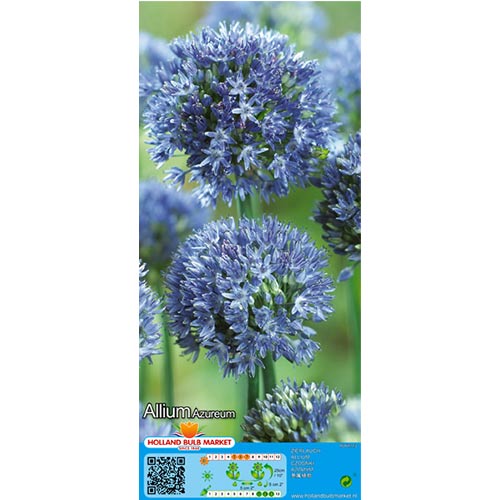 Ukrasni luk (Allium) Azureum slika 1 interface.art 67570