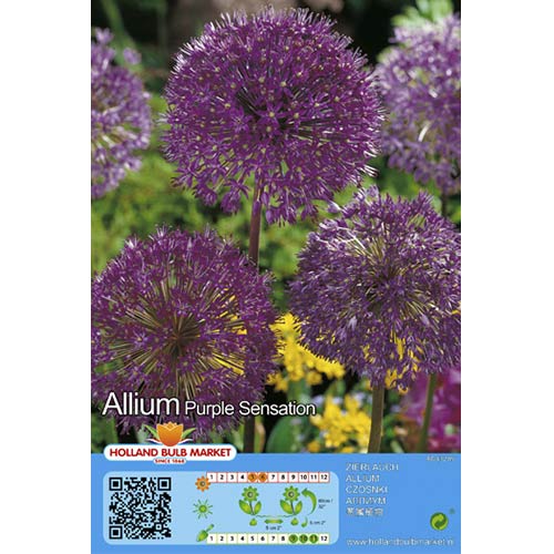 Ukrasni luk (Allium) Purple Sensation slika 1 interface.art 67301