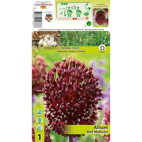 Ukrasni luk (Allium) Red Mohican slika 1 interface.art 68122