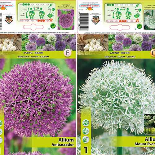 Ukrasni luk (Allium) set slika 1 interface.art 70318
