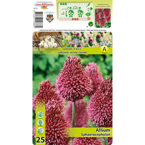 Ukrasni luk (Allium) Sphaerocephalon slika 1 interface.art 68397