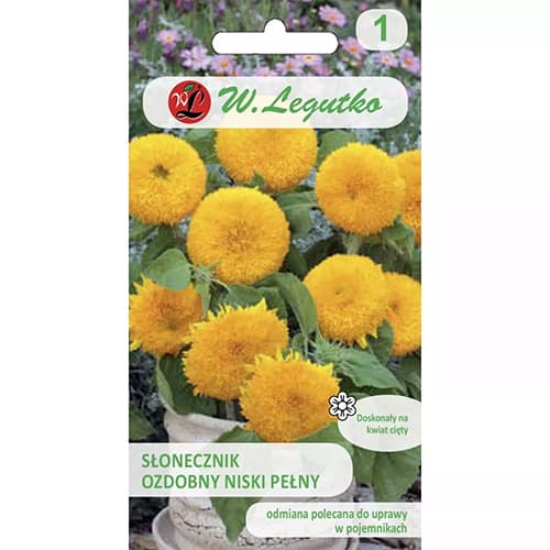 Ukrasni suncokret Teddy Bear slika 1 interface.art 69629