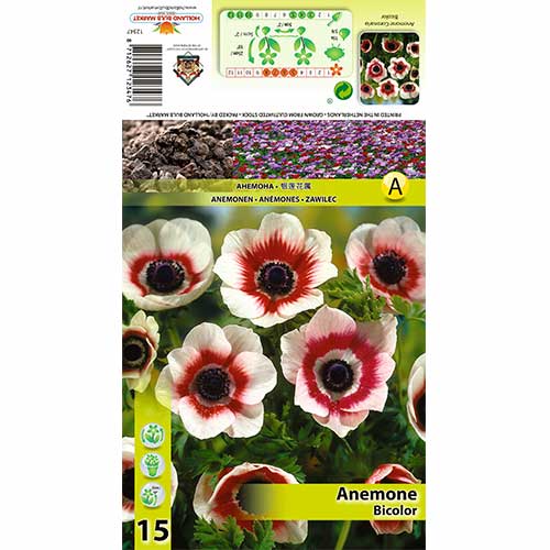 Šumarica (Anemone) Bicolor slika 1 interface.art 70334