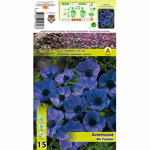 Šumarica (Anemone) Mr Fokker slika 1 interface.art 70339
