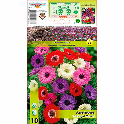 Šumarica (Anemone) St. Brigid mix multicolor slika 1 interface.art 70341