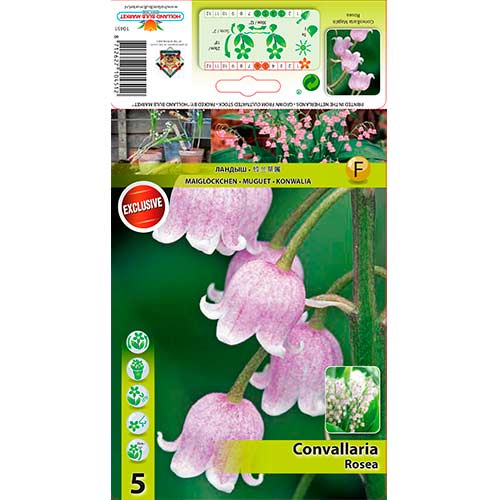 Đurđica Majalis Rosea slika 1 interface.art 76201