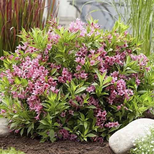 Vajgela Cappucino ® PBR, С3 slika 1 interface.art 8588