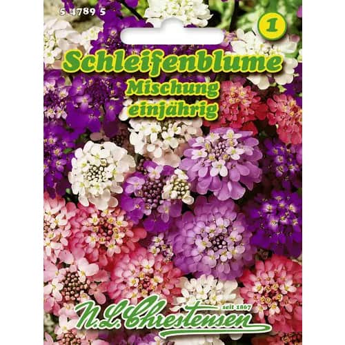 Vazdazelena ognjica Candy Tuft, mix multicolor slika 1 interface.art 96428