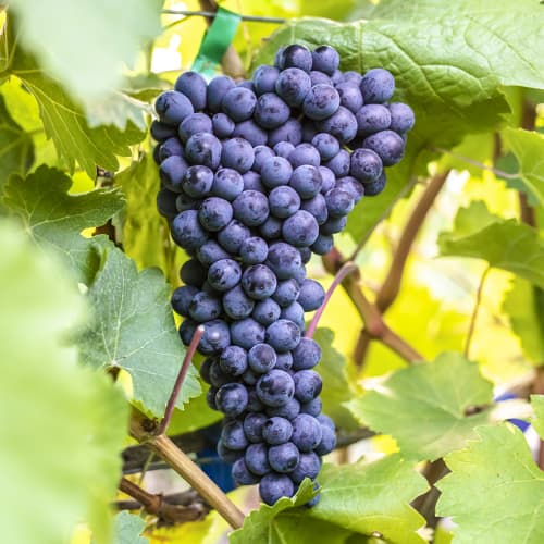 Vinova loza Alden slika 1 interface.art 6957