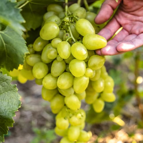 Grožđe Arcadia, Р9 slika 1 interface.art 7303