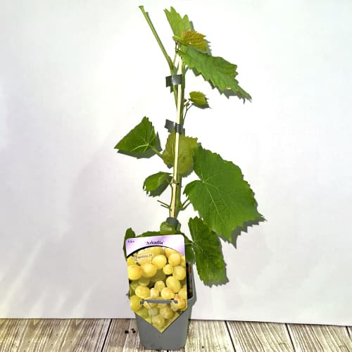 Grožđe Arcadia, Р9 slika 2 interface.art 7303