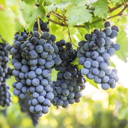 Vinova loza Boskoop Glory slika 1 interface.art 5561