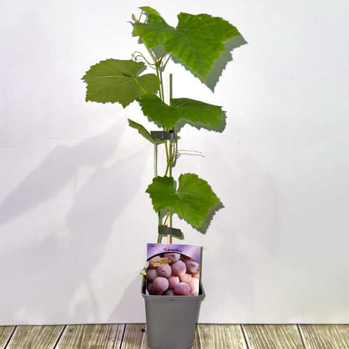 Kanadsko grožđe, Р9 slika 2 interface.art 5639