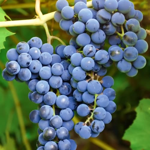 Vinova loza Cascade, Р9 slika 1 interface.art 7374