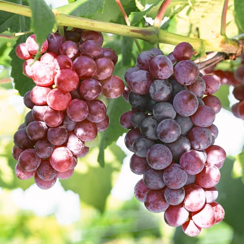 Vinova loza Chrupka Pink slika 1 interface.art 5562