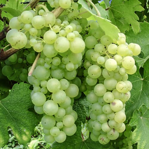 Vinova loza Himrod slika 1 interface.art 5568