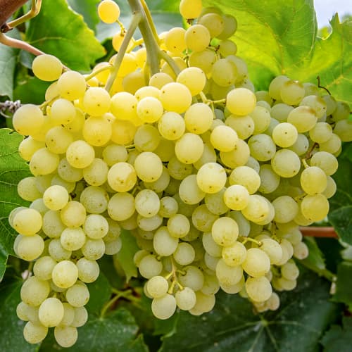 Vinova loza Iza Zaliwska slika 1 interface.art 5563