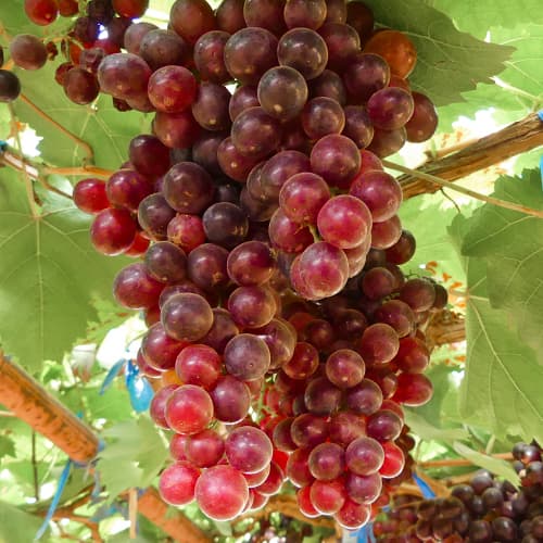 Vinova loza Kalina Red, Р9 slika 1 interface.art 4897