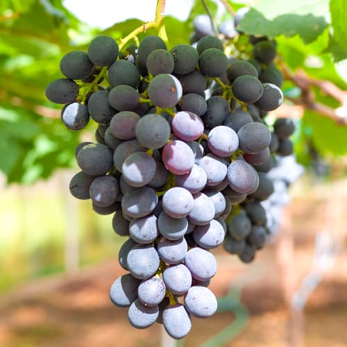 Vinova loza Kodrianka, Р9 slika 1 interface.art 7339