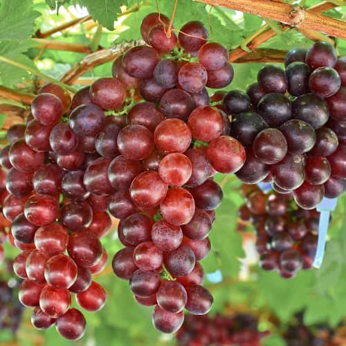 Lidia grožđe, Р9 slika 1 interface.art 7340