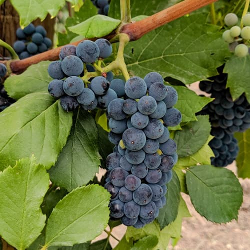 Vinova loza Marechal Foch slika 1 interface.art 6949