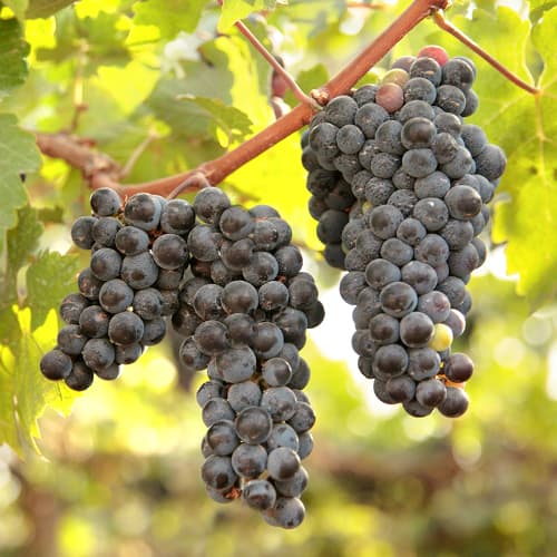 Vinova loza New York Muscat, Р9 slika 1 interface.art 6959