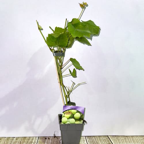 Vinova loza Ontario, P9 slika 2 interface.art 6956