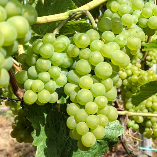 Vinova loza Perla Zalii slika 1 interface.art 5564