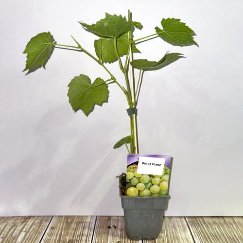 Pinot bijeli grožđe, Р9 slika 2 interface.art 4895