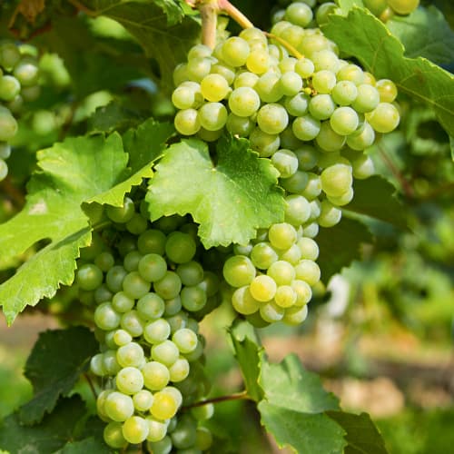 Vinova loza Prim slika 1 interface.art 5565