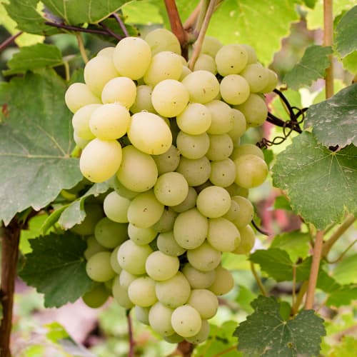 Vinova loza Refren slika 1 interface.art 4896