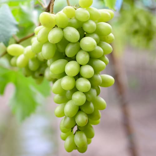 Vinova loza Regina slika 1 interface.art 5566