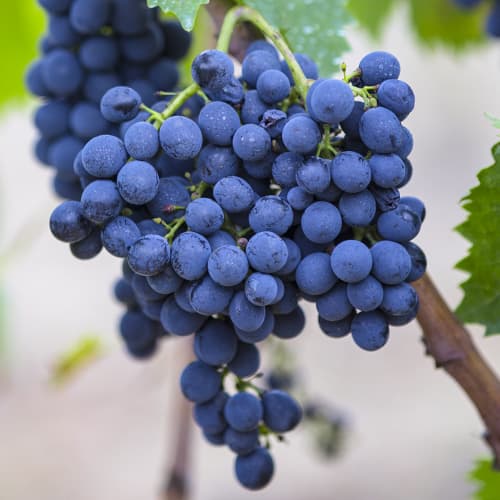 Vinova loza Rondo slika 1 interface.art 6958