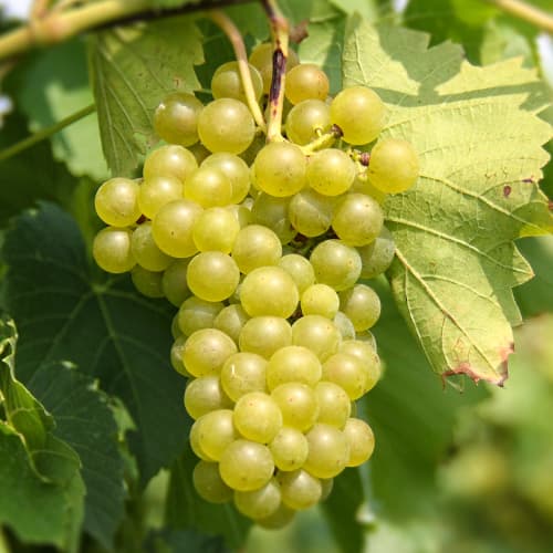 Vinova loza Seneca slika 1 interface.art 5570