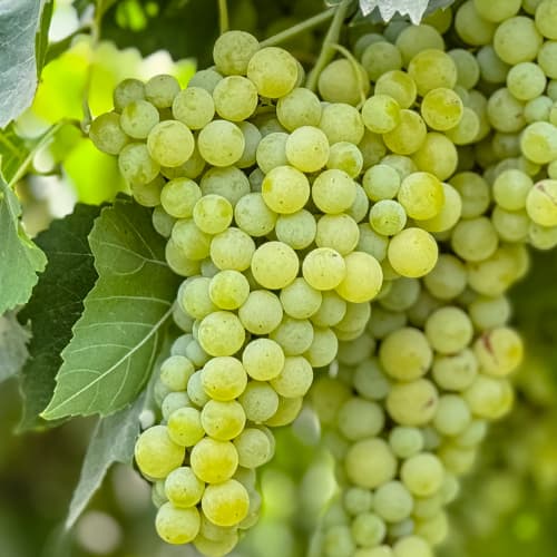 Solaris grožđe, P9 slika 1 interface.art 6951