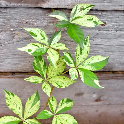 Vinova loza Star Showers, P9 slika 1 interface.art 5866