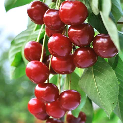 Višnja (stupolika) Achat slika 1 interface.art 2024