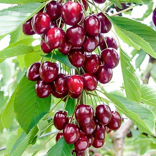 Višnja stupolika Caroline, С2 slika 1 interface.art 1971