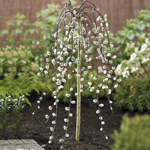 Vrba Kilmarnock, С5 slika 1 interface.art 7712