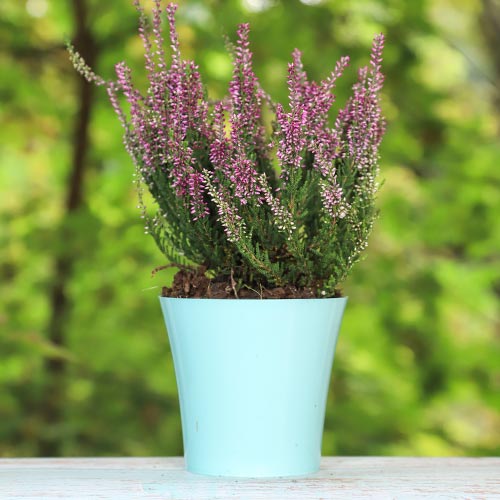 Vrijesak obični Amethyst slika 1 interface.art 5425