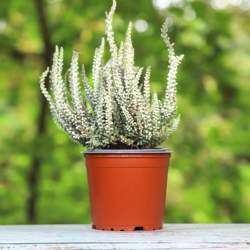 Vrijesak obični Betty slika 1 interface.art 5432