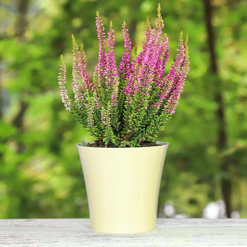 Vrijesak obični Dunja slika 1 interface.art 5437