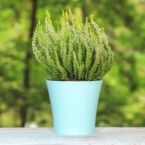 Vrijesak obični Elisa slika 1 interface.art 5438