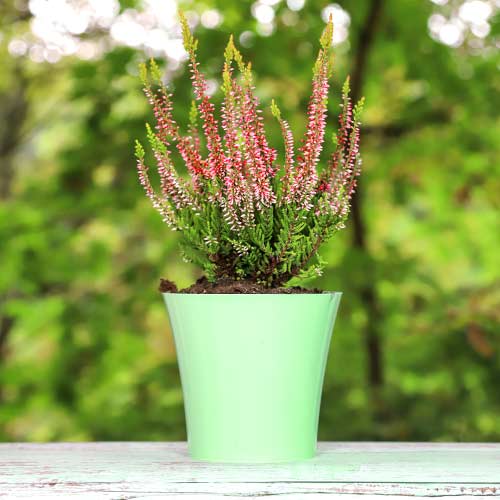 Vrijesak obični Franca slika 1 interface.art 5439