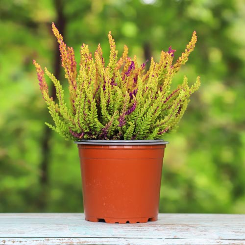 Vrijesak obični Golden Angie slika 1 interface.art 5426