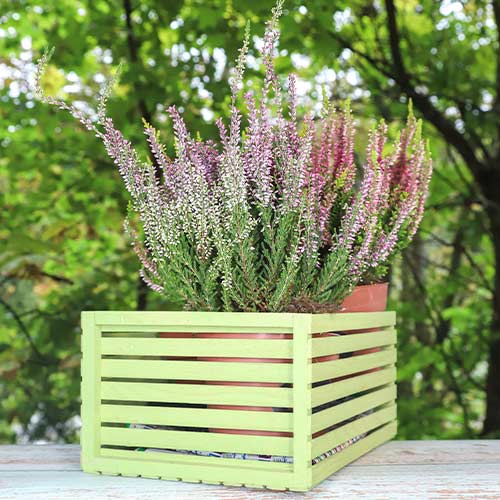 Vrijesak obični Lilli slika 1 interface.art 5435