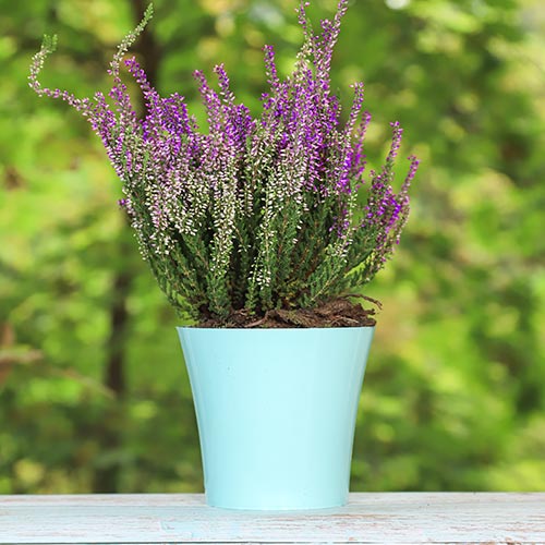 Vrijesak obični Lisabeth slika 1 interface.art 5423