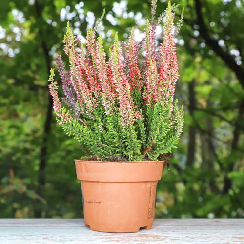 Vrijesak obični Martina slika 1 interface.art 5436